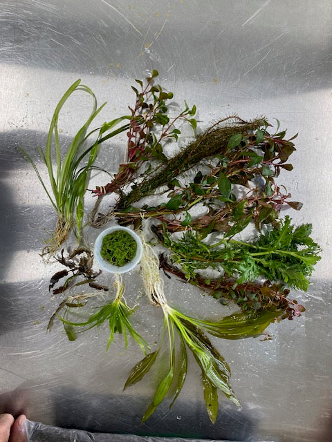 Aquarium Starter Kit product image 2