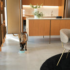 Ceramic Pet Bowl product image 5