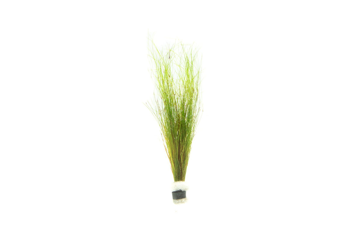 Aquarium Plant product image 1