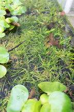 Live Dwarf Sagittaria Aquarium Plant product image 23