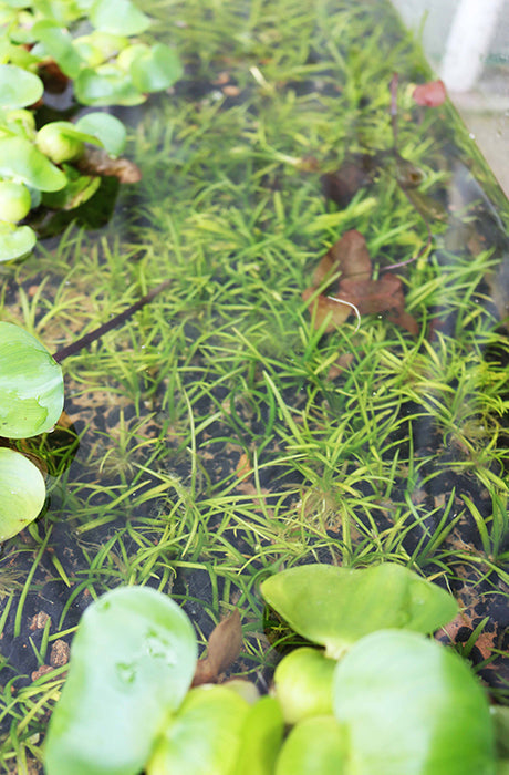 Live Dwarf Sagittaria Aquarium Plant product image 23