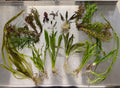 Live Aquarium Plant Pack product image 1