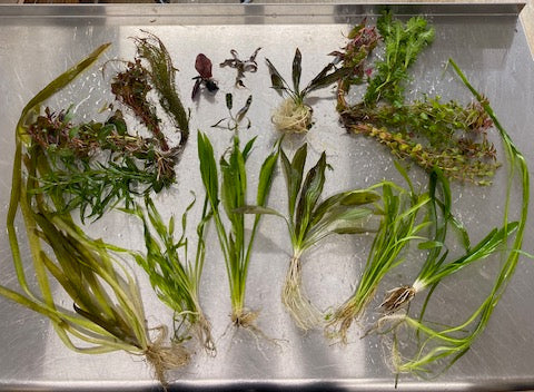Live Aquarium Plant Pack product image 1
