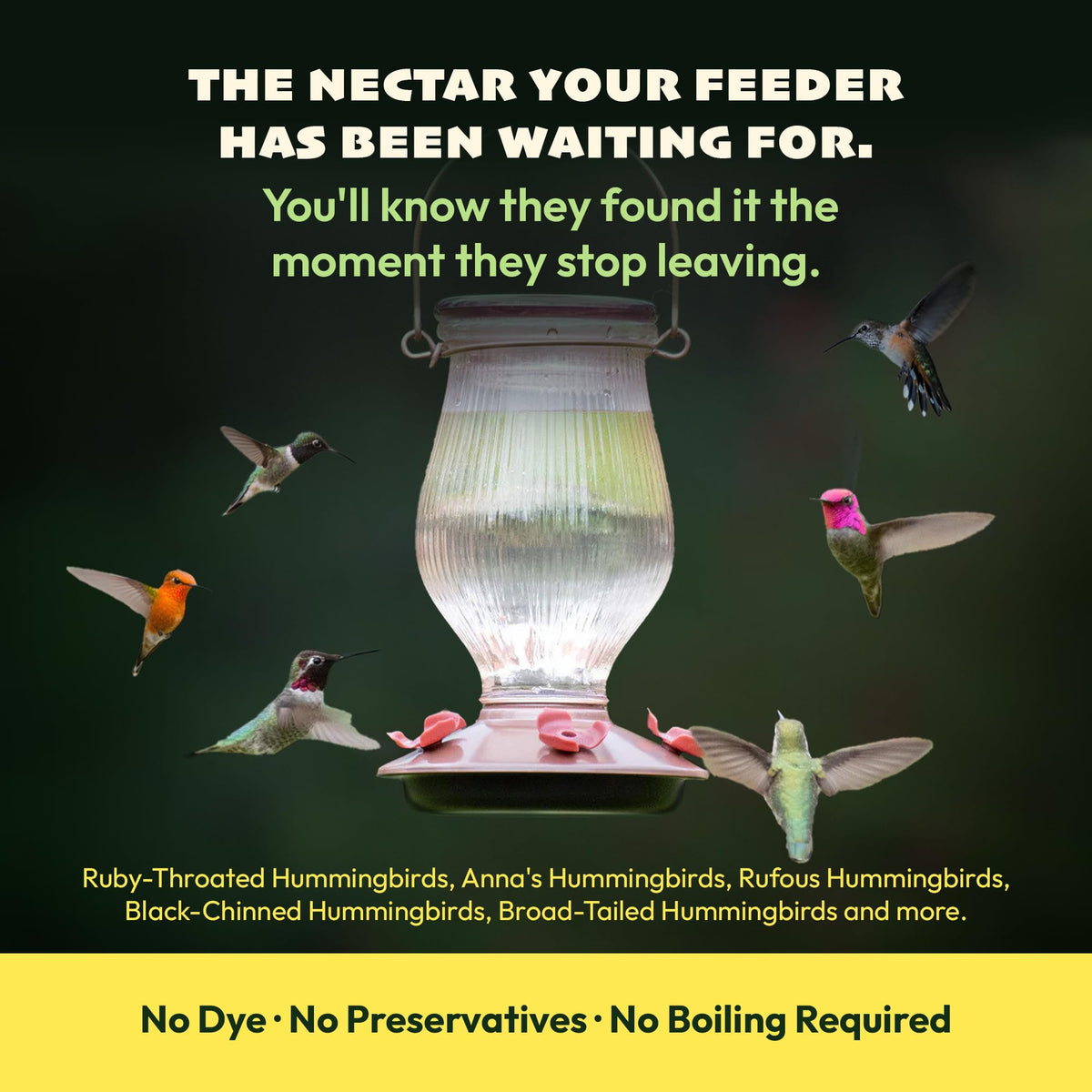 Hummingbird Nectar Powder product image 4