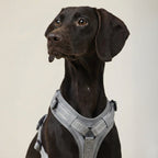 Y Dog Harness product image 12
