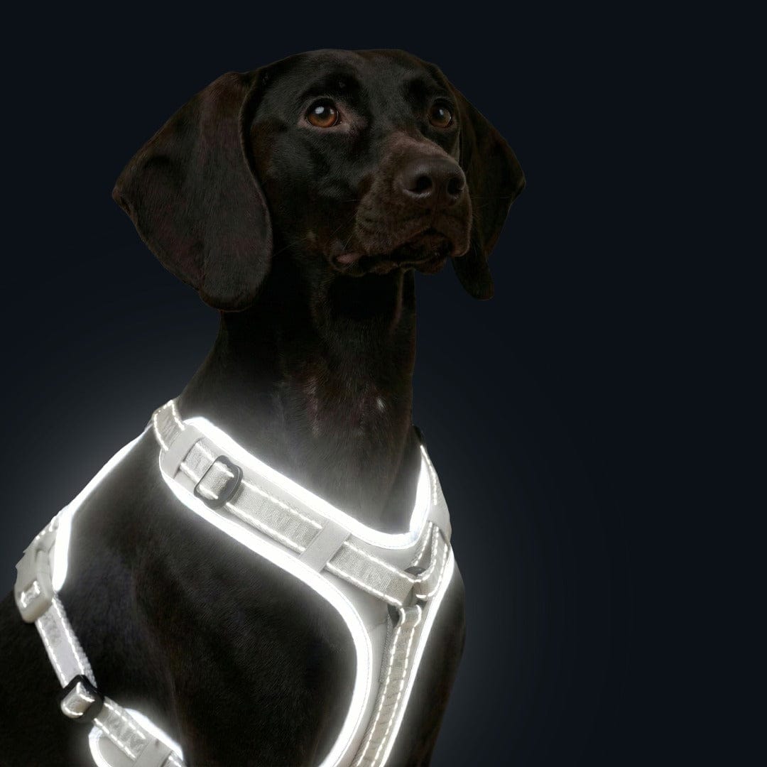 Y Dog Harness product image 15