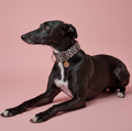 Martingale Dog Collar product image 1