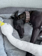 Martingale Dog Collar product image 3