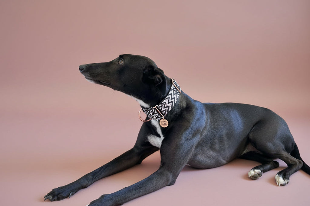 Martingale Dog Collar product image 8