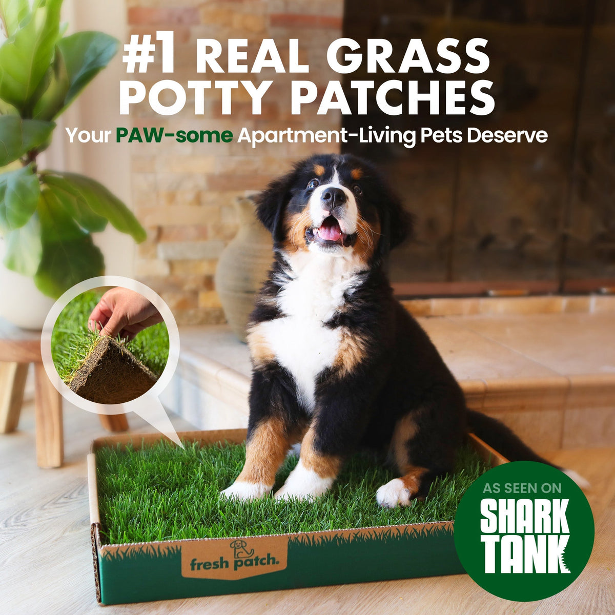 Dog sitting on a grass patch in a box with promotional text about 'Real Grass Potty Patches' for pets.