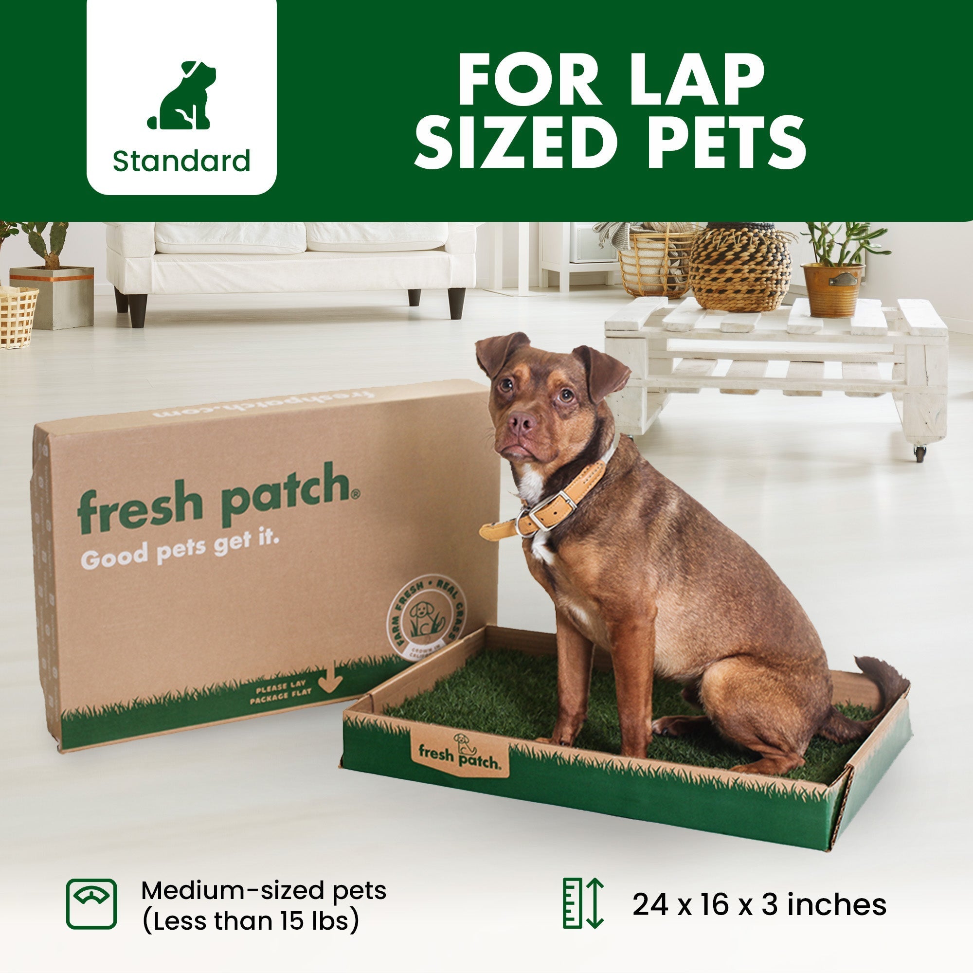 Dog sitting on a fresh patch product with packaging in a living room setting.