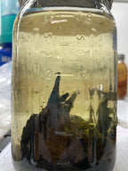 Live Aquarium Microfauna Culture product image 1