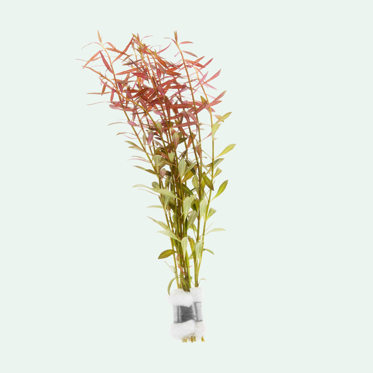Aquarium Stem Plant product image 1