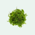 Live Aquarium Moss product image 1