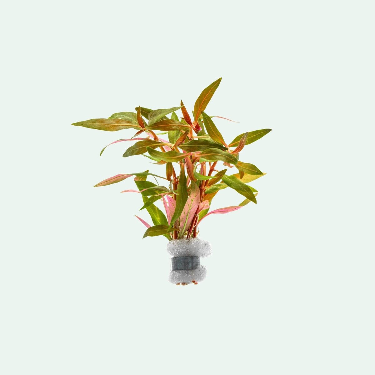 Live Aquarium Plant product image 2