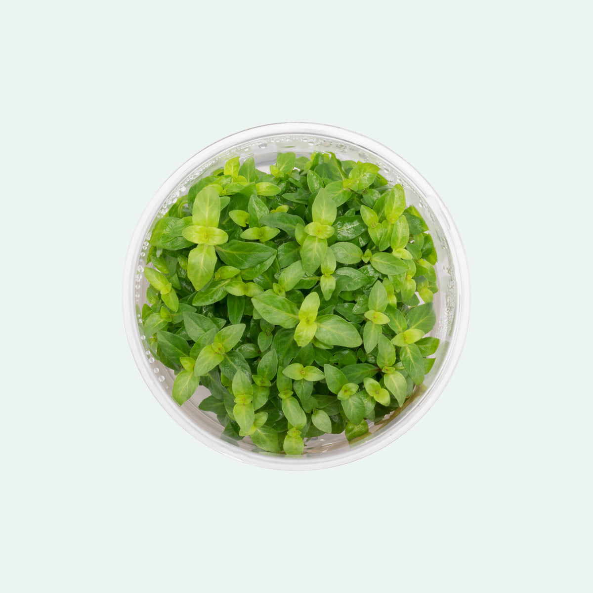 Aquarium Plant product image 1