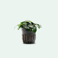 Aquarium Plant product image 1
