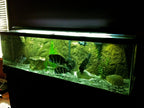 Aquarium Background product image 12