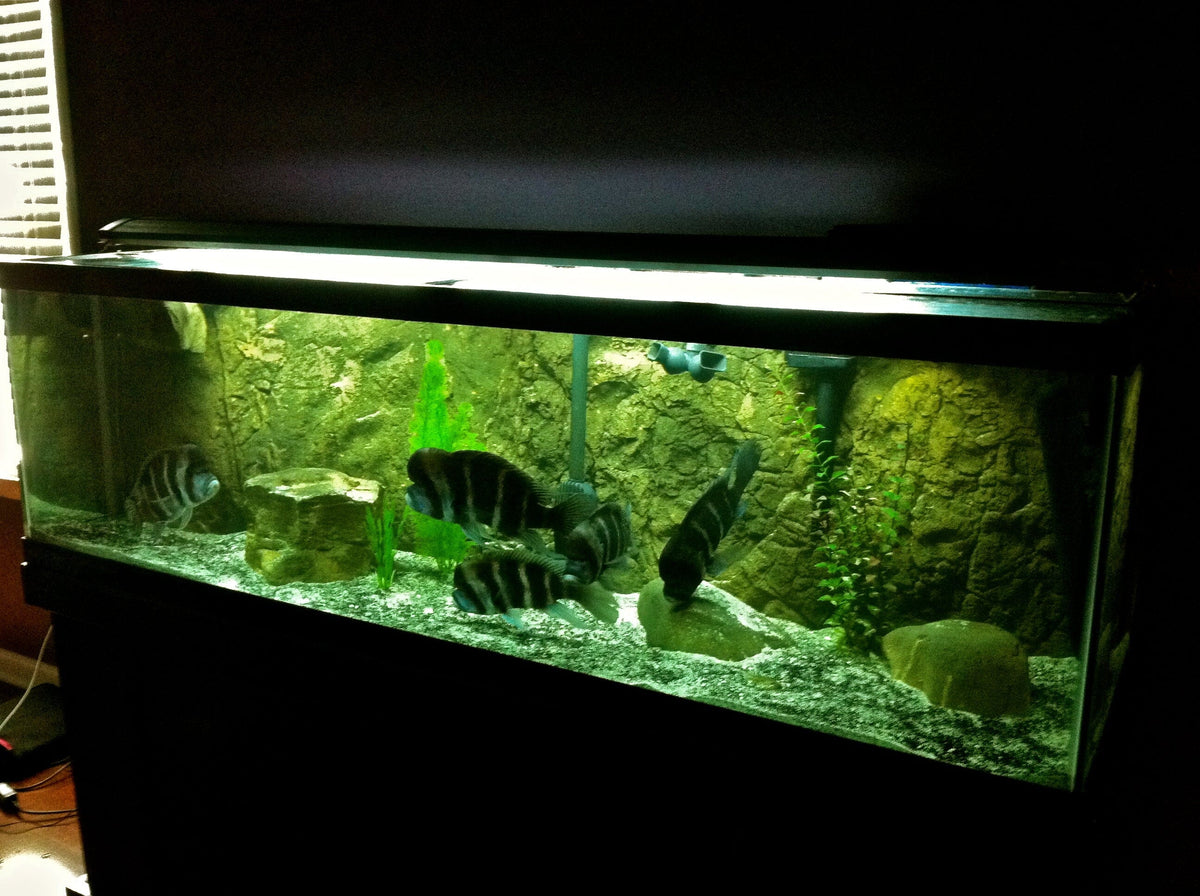 Aquarium Background product image 12