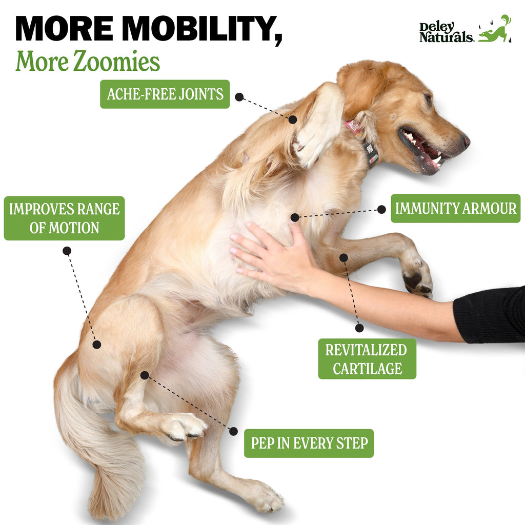Dog Hip and Joint Supplement product image 3