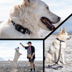 Dog Collar product image 6
