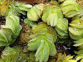 Live Floating Aquarium Plant product image 1