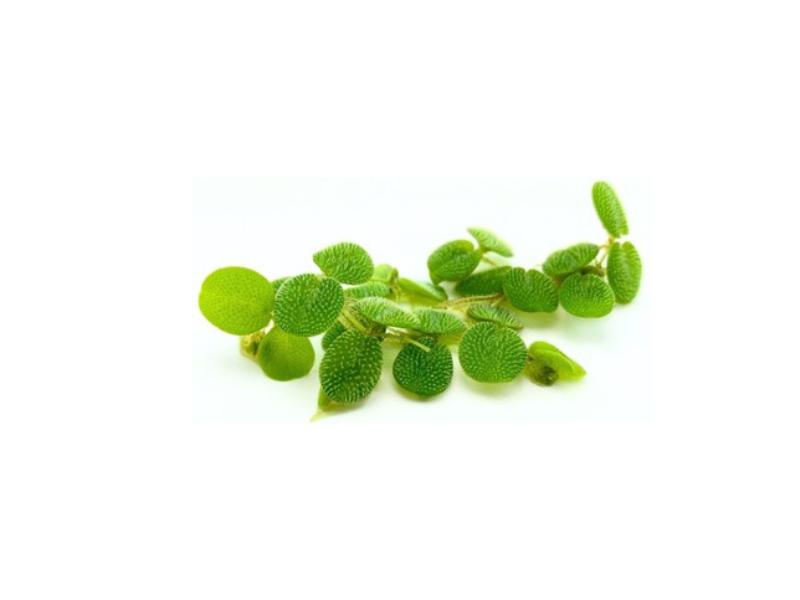 Live Floating Aquarium Plant product image 2