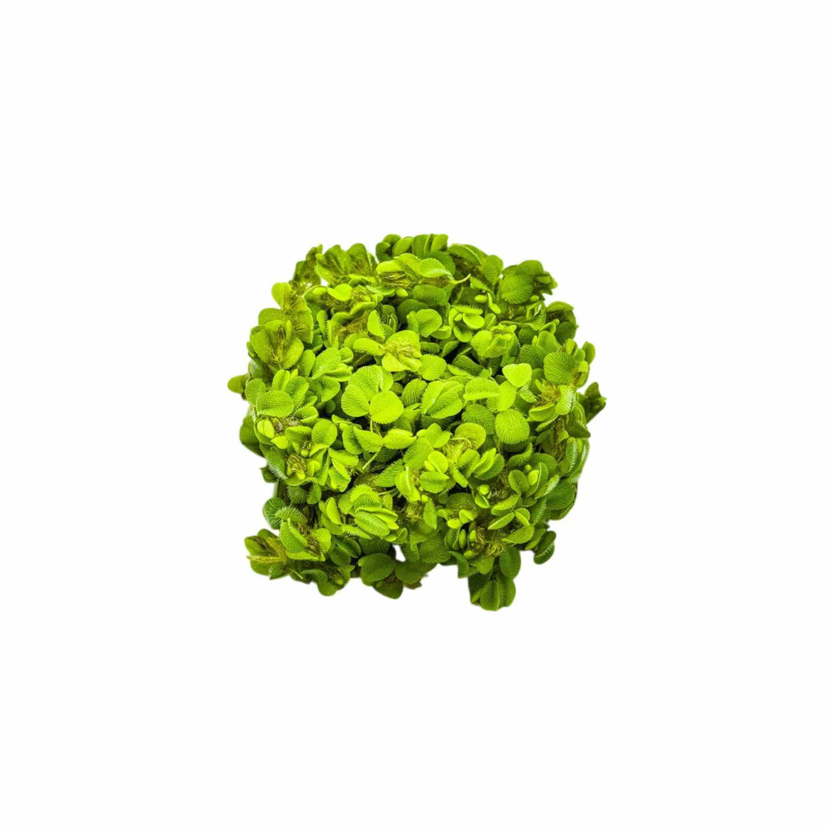 Live Floating Aquarium Plant product image 3