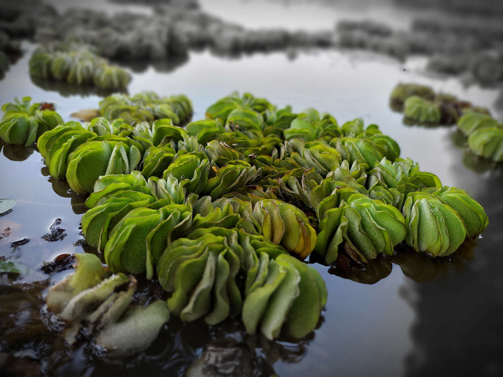 Live Floating Aquarium Plant product image 4