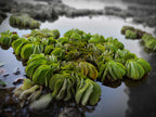 Live Floating Aquarium Plant product image 4