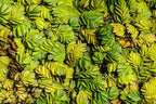 Live Floating Aquarium Plant product image 6