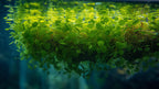 Live Floating Aquarium Plant product image 8