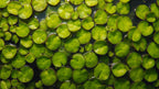 Live Floating Aquarium Plant product image 9