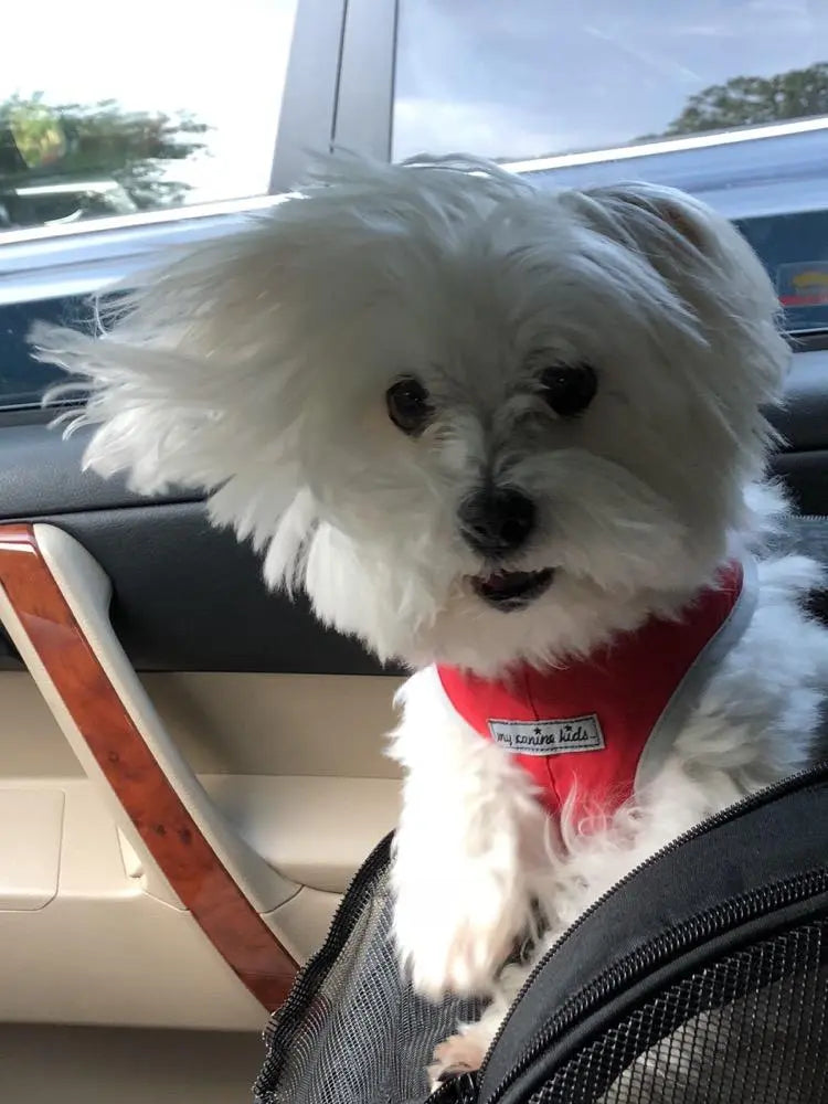 Step-In Dog Harness product image 1