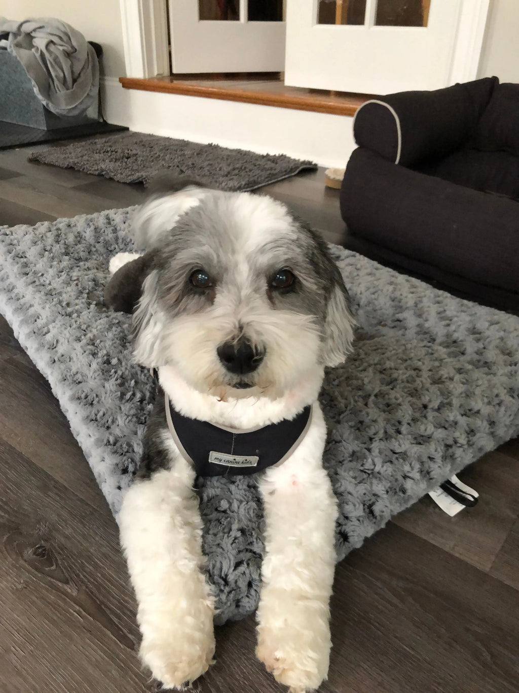 Step-In Dog Harness product image 4