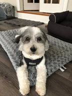 Step-In Dog Harness product image 4