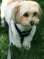 Step-In Dog Harness product image 5