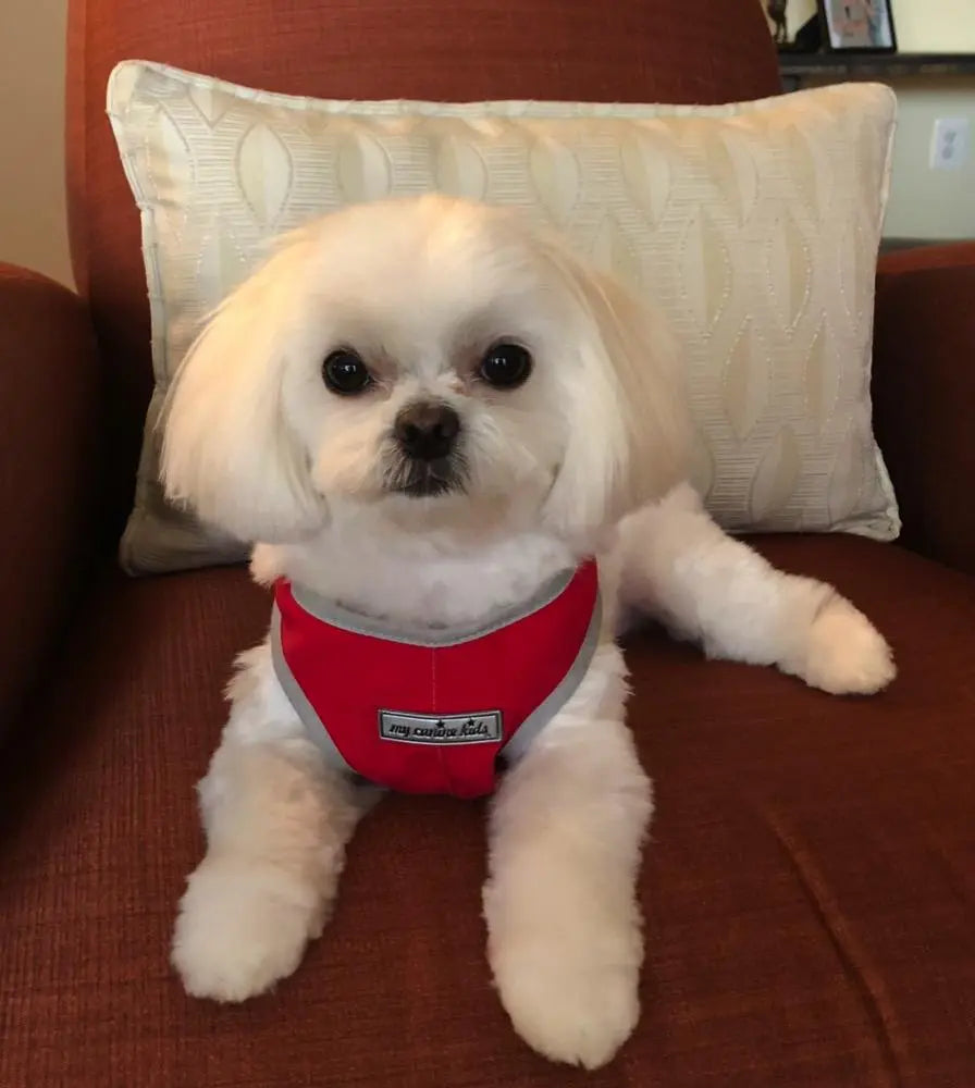 Step-In Dog Harness product image 10