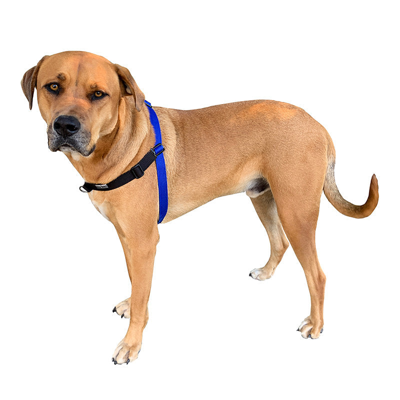 Dog Training Harness product image 1