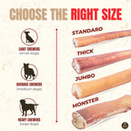 12 Inch Thick Bully Stick product image 5