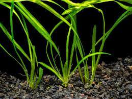Live Aquarium Plant product image 1