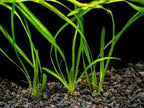 Live Aquarium Plant product image 1