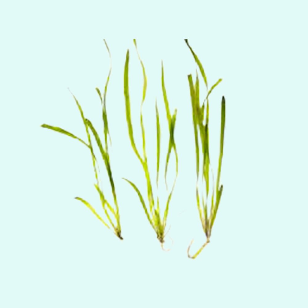 Live Aquarium Plant product image 5