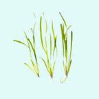 Live Aquarium Plant product image 5