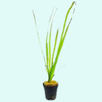 Live Aquarium Plant product image 6