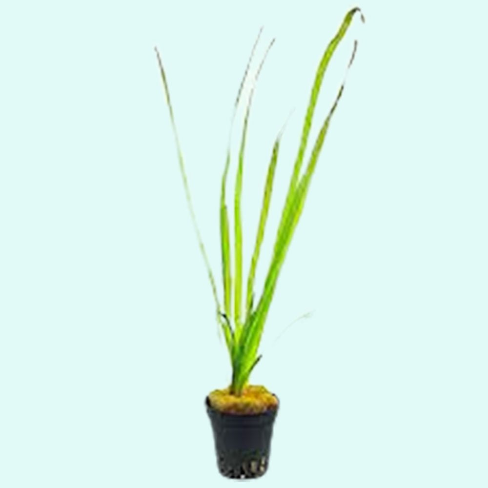 Live Aquarium Plant product image 6
