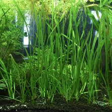 Live Aquarium Plant product image 7