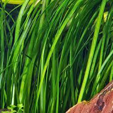 Live Aquarium Plant product image 8