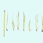 Live Aquarium Plant product image 9