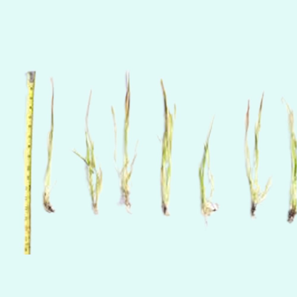 Live Aquarium Plant product image 9